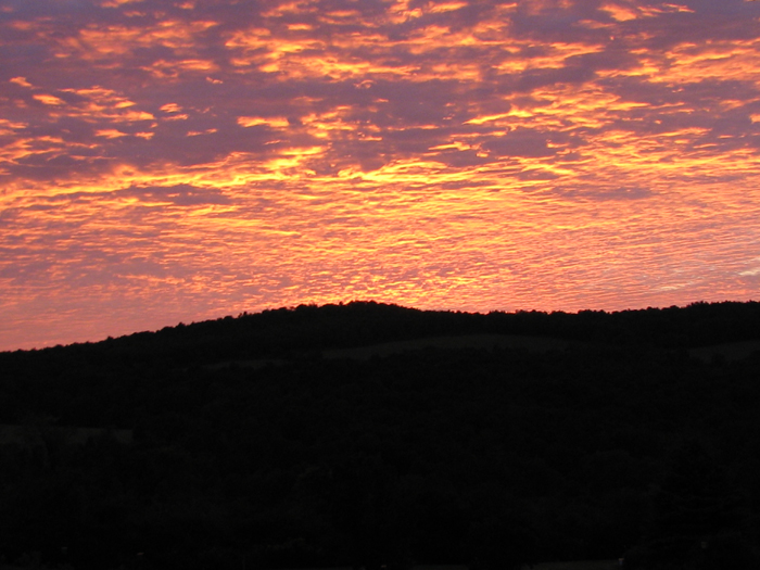 Atomic American Bulldogs - Sunrise Atomic American Bulldogs - Sunrise