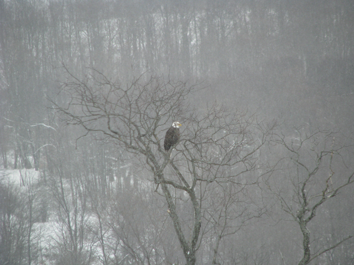 Atomic American Bulldogs - American Bald Eagle Atomic American Bulldogs - American Bald Eagle