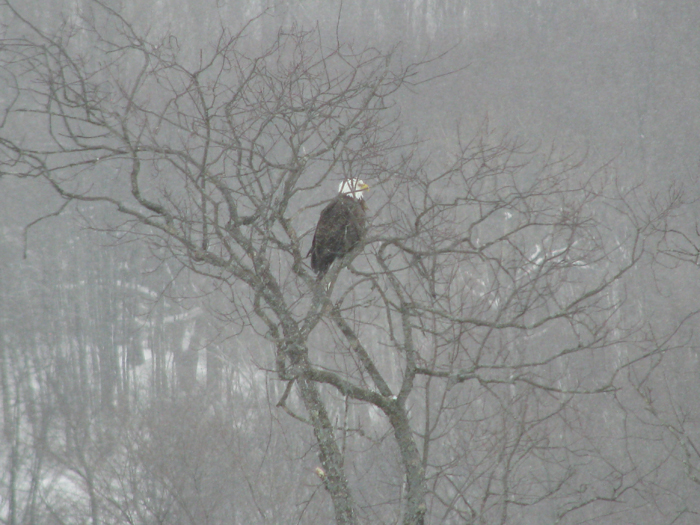 Atomic American Bulldogs - American Bald Eagle Atomic American Bulldogs - American Bald Eagle