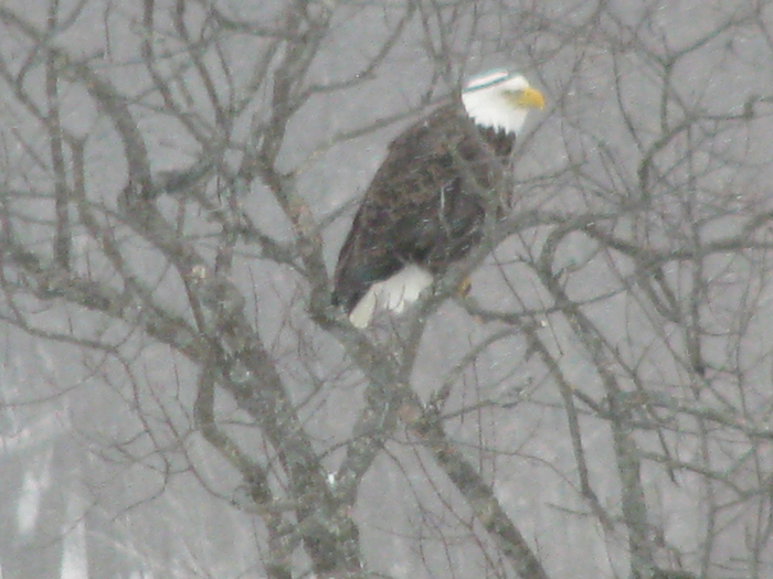 Atomic American Bulldogs - American Bald Eagle Atomic American Bulldogs - American Bald Eagle