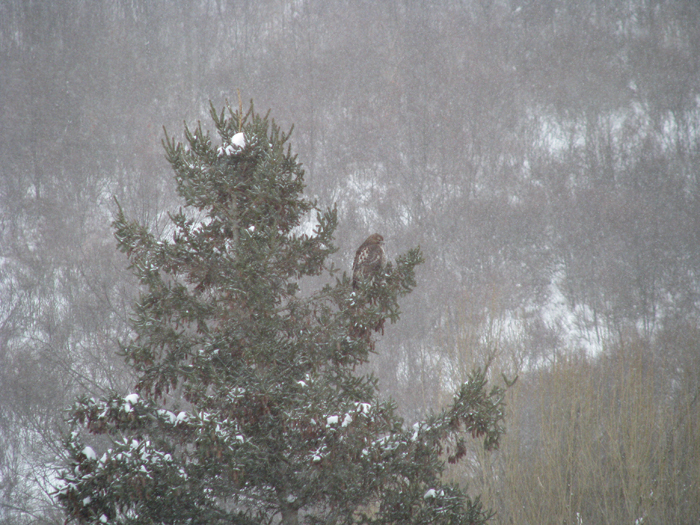 Atomic American Bulldogs - Red Tailed Hawk Atomic American Bulldogs - Red Tailed Hawk