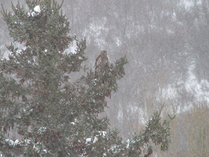Atomic American Bulldogs - Red Tailed Hawk Atomic American Bulldogs - Red Tailed Hawk