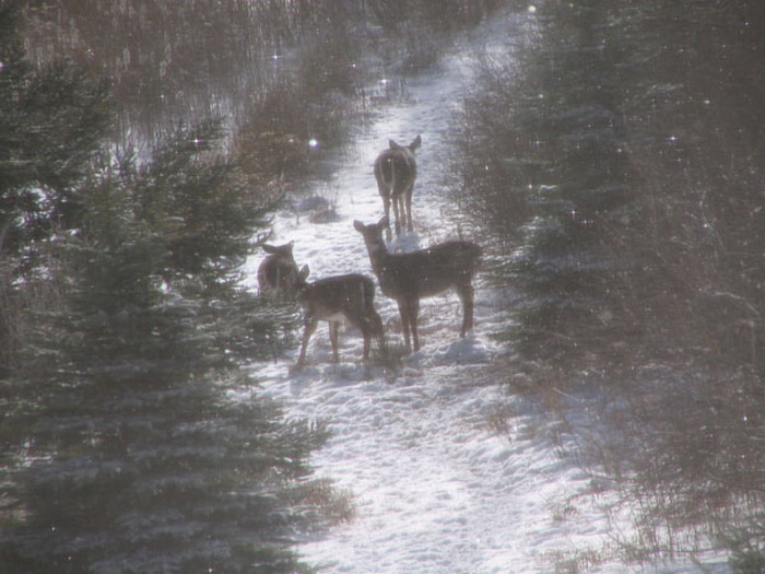 Atomic American Bulldogs - Deer Atomic American Bulldogs - Deer