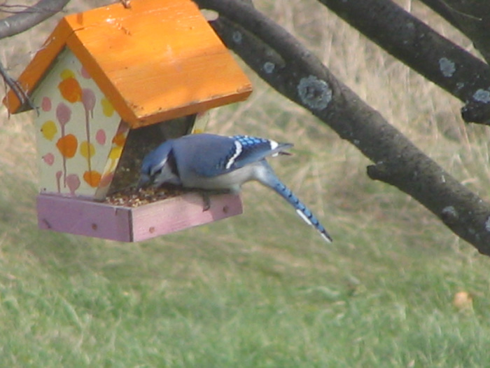 Atomic American Bulldogs - Blue Jay Atomic American Bulldogs - Blue Jay