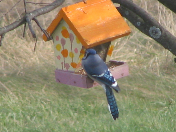 Atomic American Bulldogs - Blue Jay Atomic American Bulldogs - Blue Jay