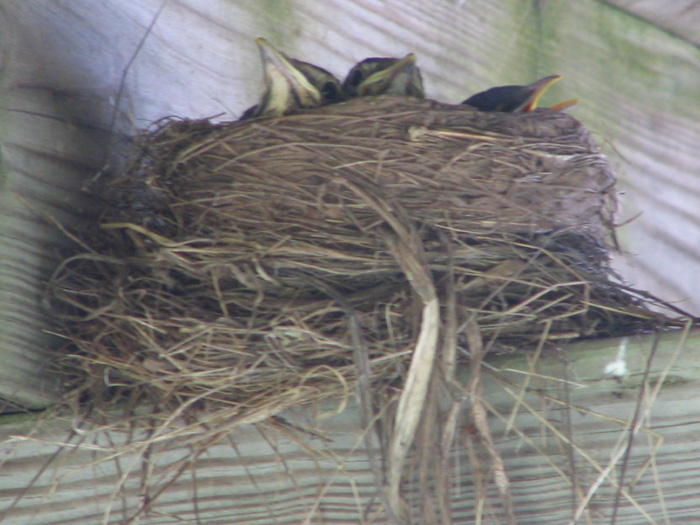 Atomic American Bulldogs - Robin Chicks Atomic American Bulldogs - Robin Chicks