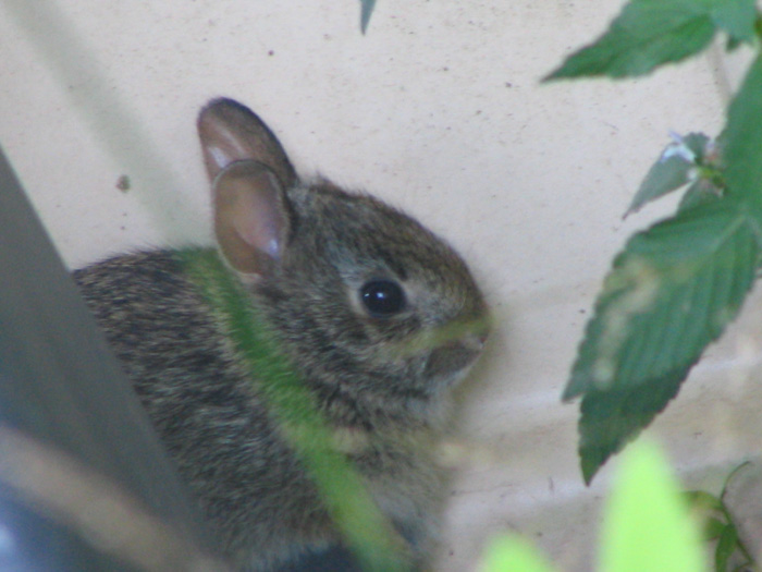 Atomic American Bulldogs - Baby Cotton Tail Rabbit Atomic American Bulldogs - Baby Cotton Tail Rabbit