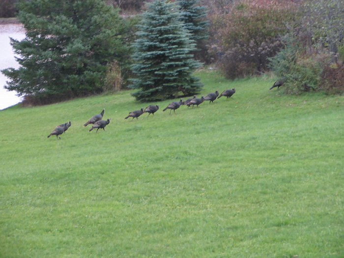 Atomic American Bulldogs - Wild Turkey Atomic American Bulldogs - Wild Turkey