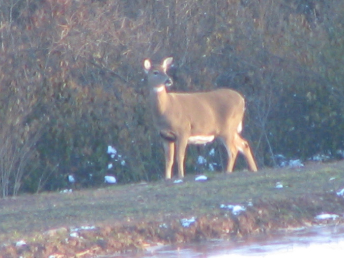 Atomic American Bulldogs - Deer Atomic American Bulldogs - Deer
