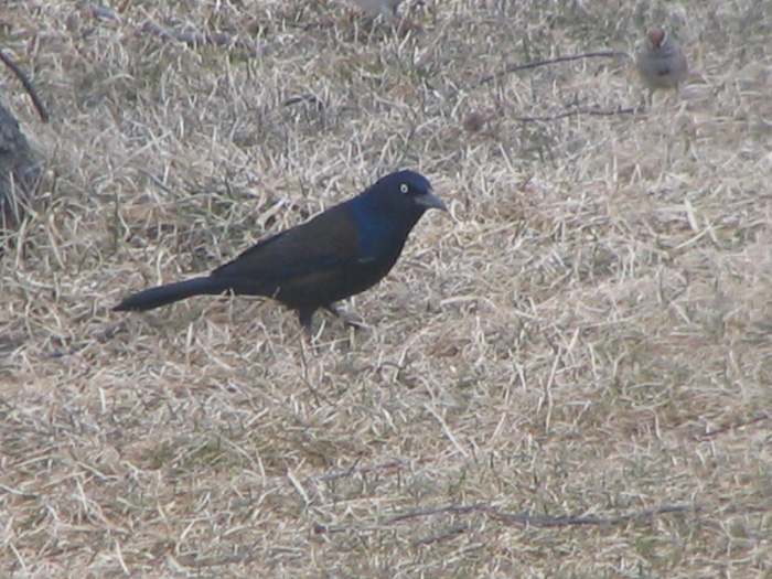 Atomic American Bulldogs - Grackle Atomic American Bulldogs - Grackle