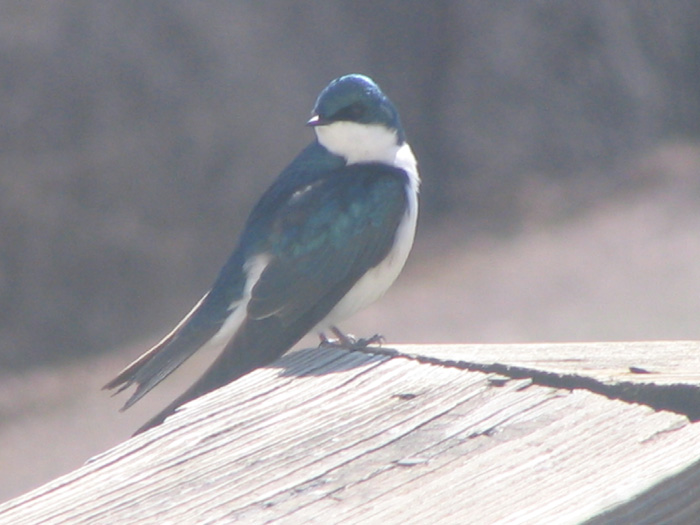 Atomic American Bulldogs - Tree Swallow Atomic American Bulldogs - Tree Swallow