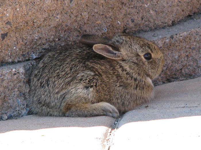 Atomic American Bulldogs - Baby Cotton Tail Rabbit Atomic American Bulldogs - Baby Cotton Tail Rabbit