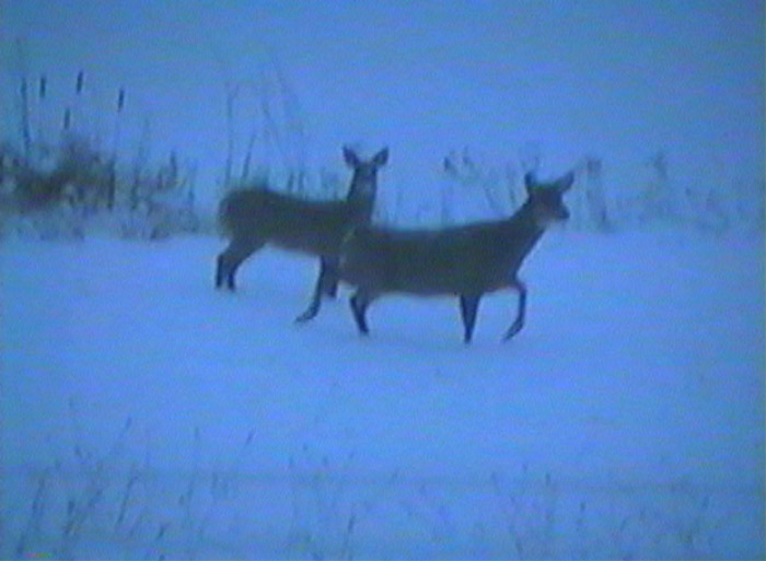 Atomic American Bulldogs - Deer Atomic American Bulldogs - Deer