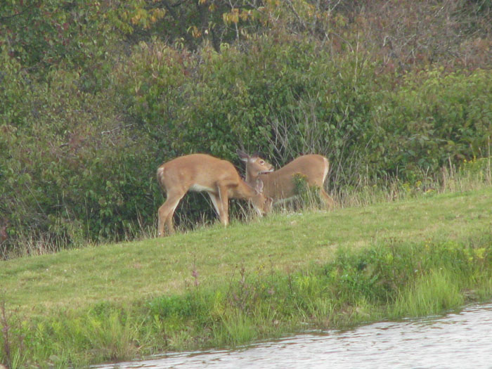 Atomic American Bulldogs - Deer Atomic American Bulldogs - Deer