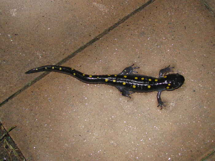 Atomic American Bulldogs - Spotted Salamander Atomic American Bulldogs - Spotted Salamander
