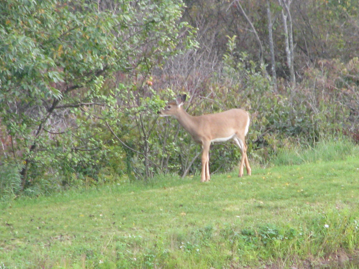 Atomic American Bulldogs - Deer Atomic American Bulldogs - Deer
