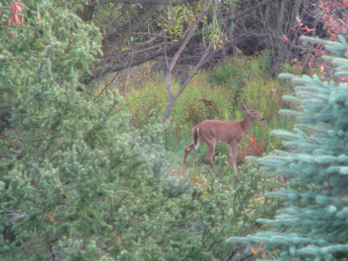 Atomic American Bulldogs - Deer Atomic American Bulldogs - Deer