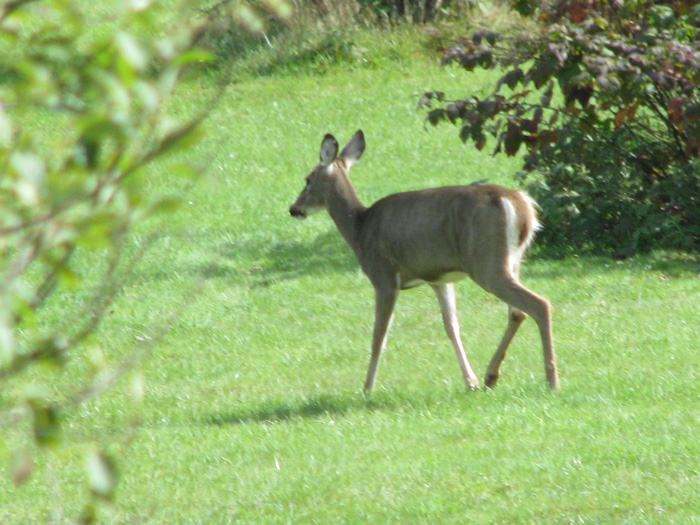 Atomic American Bulldogs - Deer Atomic American Bulldogs - Deer