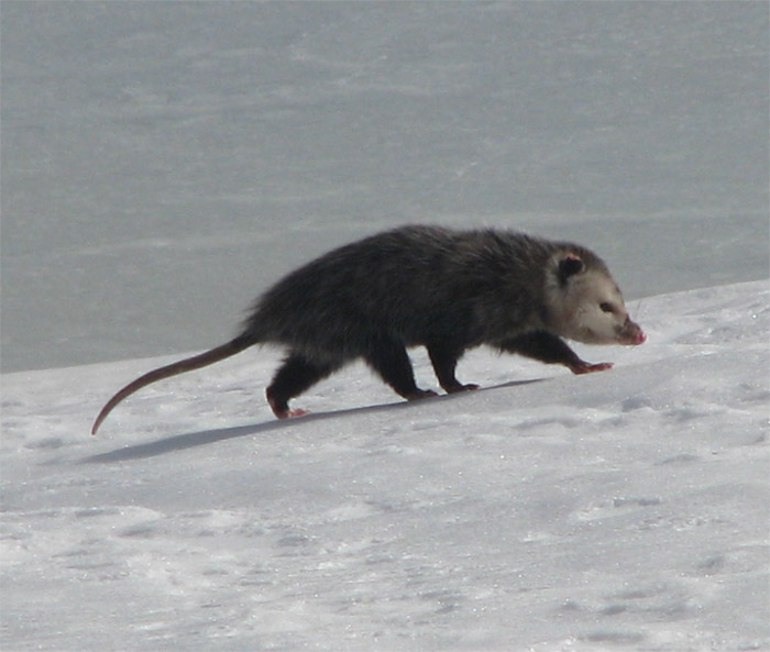 Atomic American Bulldogs - Opossum Atomic American Bulldogs - Opossum