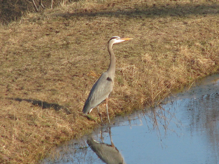 Atomic American Bulldogs - Great Blue Heron Atomic American Bulldogs - Great Blue Heron
