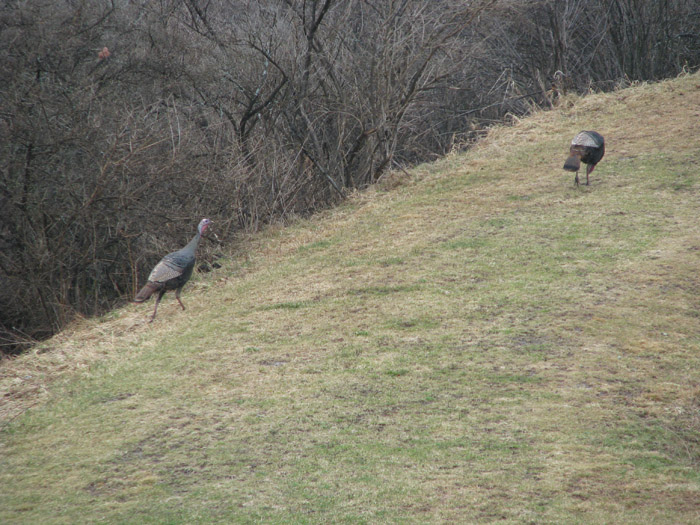 Atomic American Bulldogs - Wild Turkey Atomic American Bulldogs - Wild Turkey