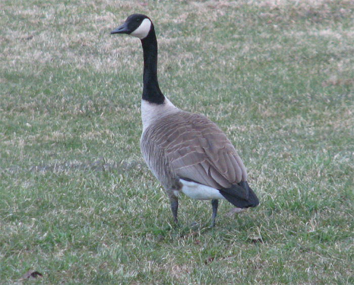 Atomic American Bulldogs - Goose Atomic American Bulldogs - Goose