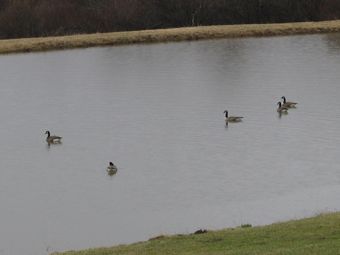Atomic American Bulldogs - Geese Atomic American Bulldogs - Geese