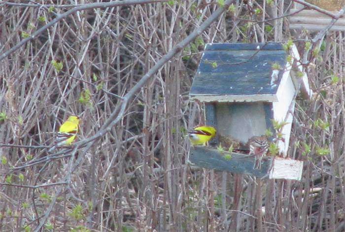 Atomic American Bulldogs - Gold Finch Atomic American Bulldogs - Gold Finch