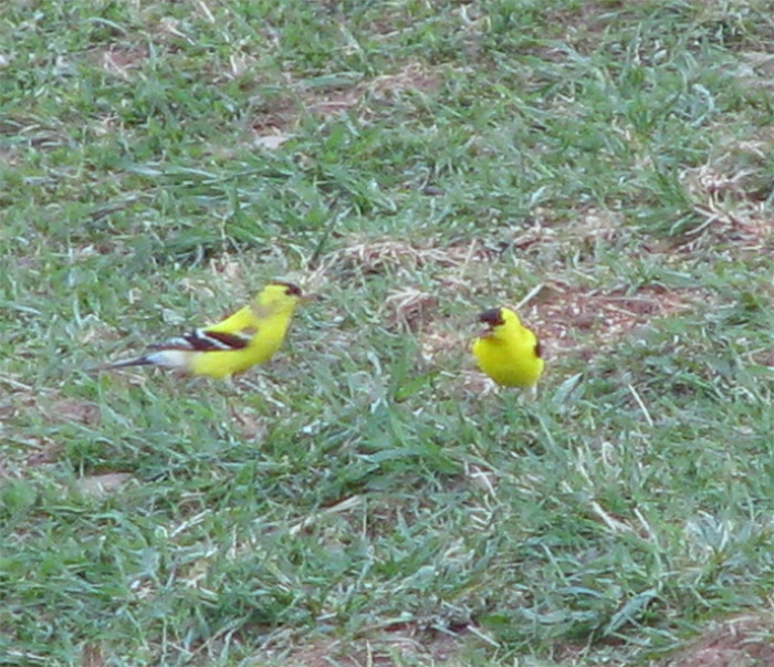 Atomic American Bulldogs - Gold Finch Atomic American Bulldogs - Gold Finch