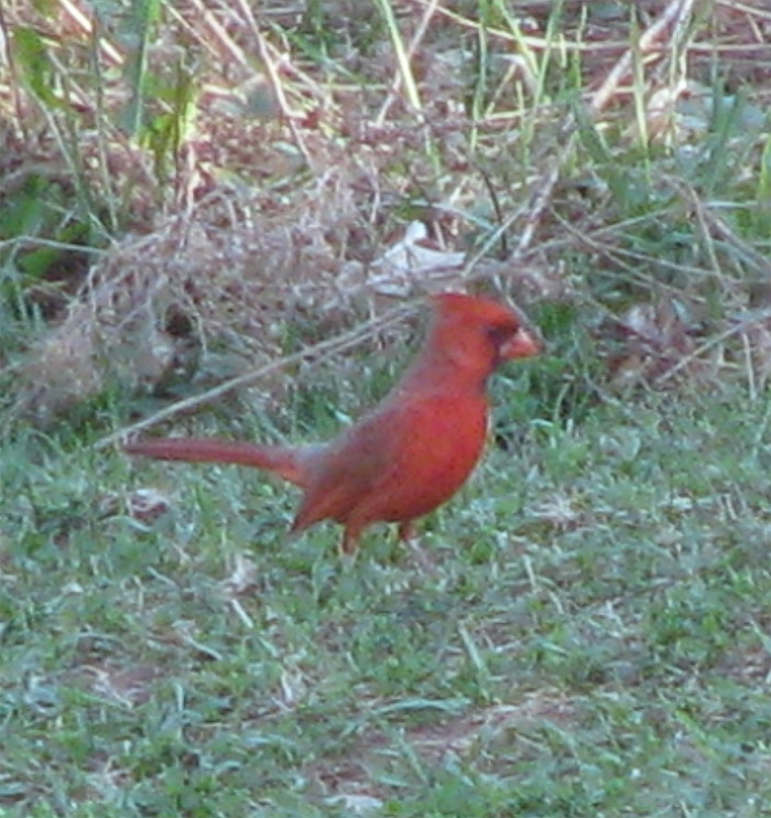Atomic American Bulldogs - Cardinal Atomic American Bulldogs - Cardinal