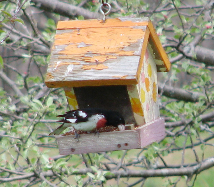 Atomic American Bulldogs - Rose Breasted Grosbeak Atomic American Bulldogs - Rose Breasted Grosbeak