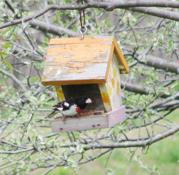 Atomic American Bulldogs - Rose Breasted Grosbeak Atomic American Bulldogs - Rose Breasted Grosbeak