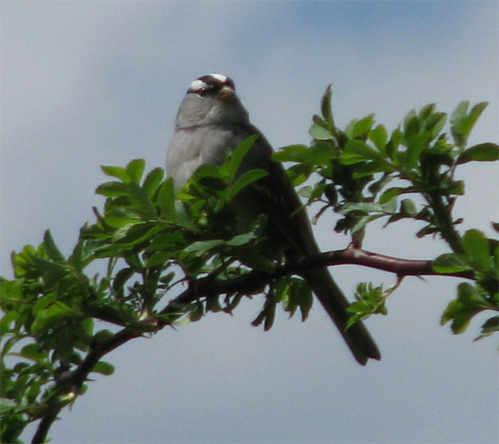 Atomic American Bulldogs - White Crowned Sparrow Atomic American Bulldogs - White Crowned Sparrow