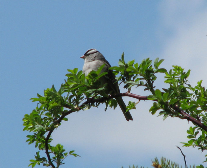 Atomic American Bulldogs - White Crowned Sparrow Atomic American Bulldogs - White Crowned Sparrow