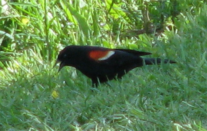 Atomic American Bulldogs - Redwinged Blackbird Atomic American Bulldogs - Redwinged Blackbird