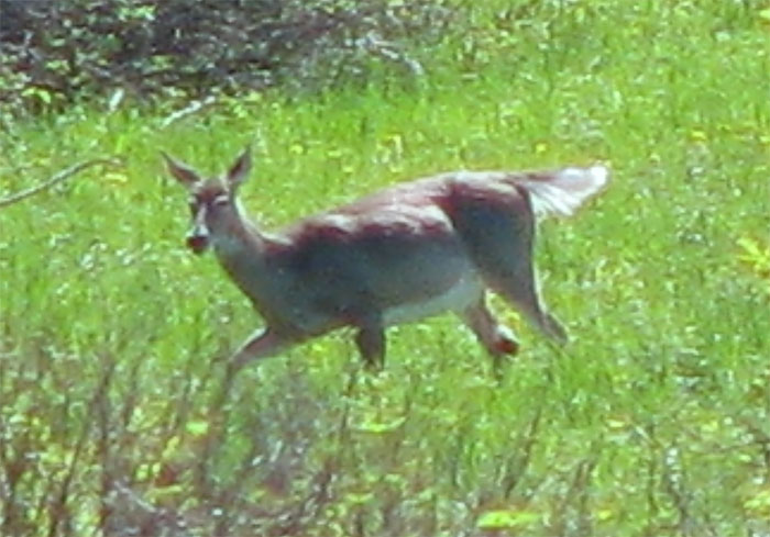 Atomic American Bulldogs - Deer Atomic American Bulldogs - Deer