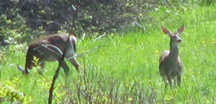 Atomic American Bulldogs - Deer Atomic American Bulldogs - Deer