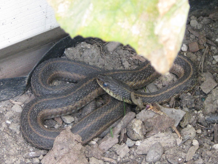 Atomic American Bulldogs - Garter Snake Atomic American Bulldogs - Garter Snake