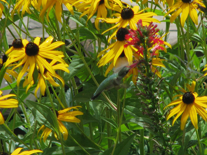 Atomic American Bulldogs - Humming Bird Atomic American Bulldogs - Humming Bird
