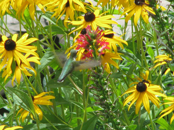 Atomic American Bulldogs - Humming Bird Atomic American Bulldogs - Humming Bird