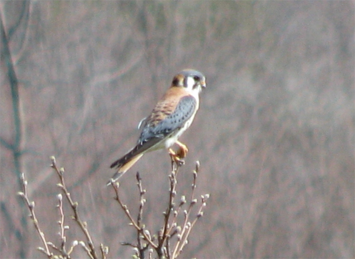 Atomic American Bulldogs - American Kestrel Atomic American Bulldogs - American Kestrel