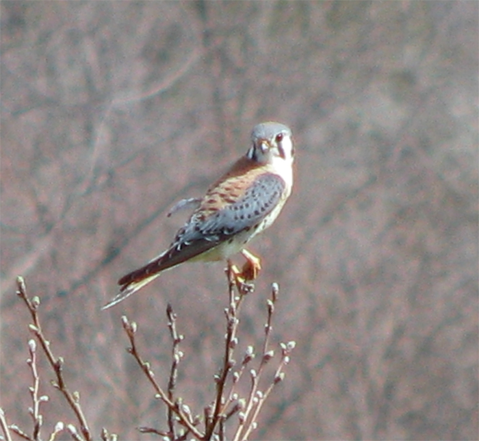 Atomic American Bulldogs - American Kestrel Atomic American Bulldogs - American Kestrel
