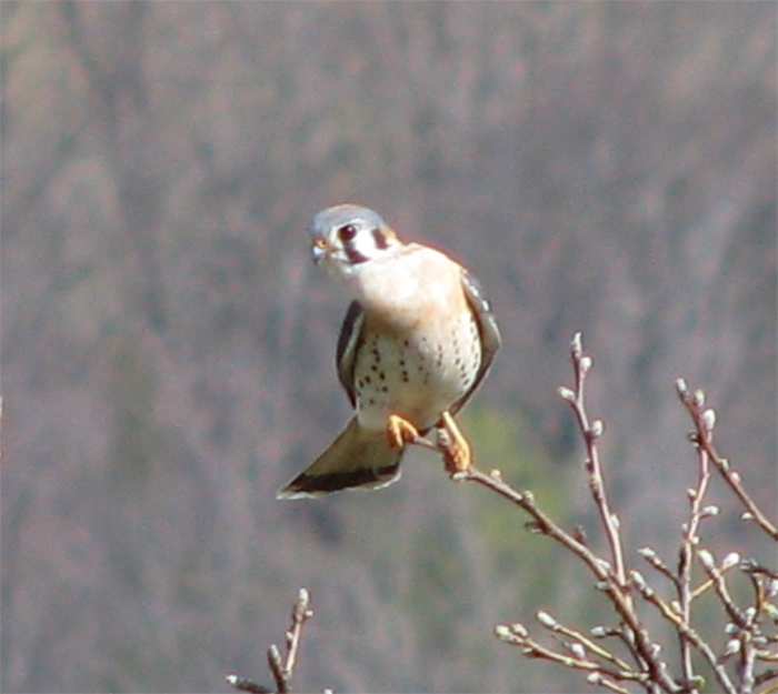 Atomic American Bulldogs - American Kestrel Atomic American Bulldogs - American Kestrel