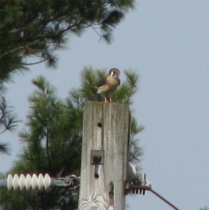 Atomic American Bulldogs - American Kestrel Atomic American Bulldogs - American Kestrel