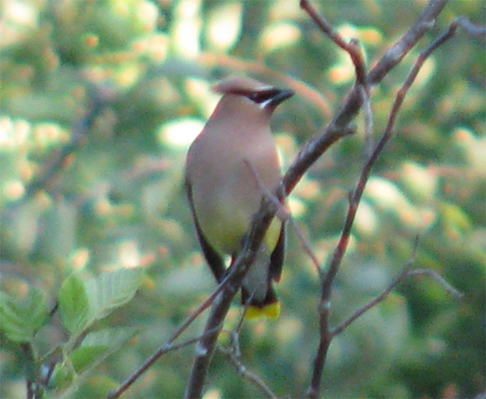 Atomic American Bulldogs - Cedar Waxwing Atomic American Bulldogs - Cedar Waxwing