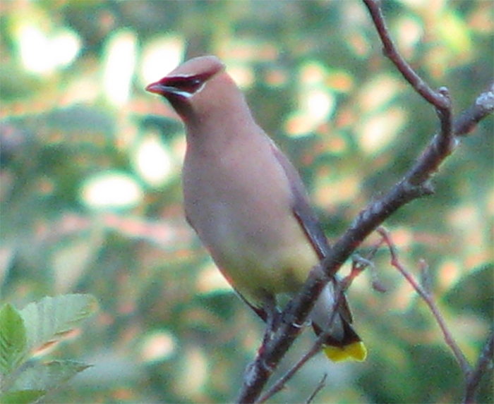 Atomic American Bulldogs - Cedar Waxwing Atomic American Bulldogs - Cedar Waxwing