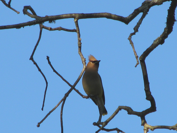 Atomic American Bulldogs - Cedar Waxwing Atomic American Bulldogs - Cedar Waxwing