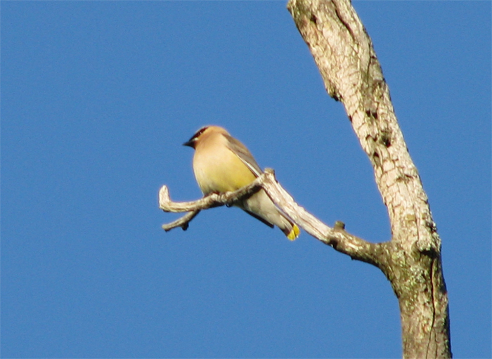 Atomic American Bulldogs - Cedar Waxwing Atomic American Bulldogs - Cedar Waxwing