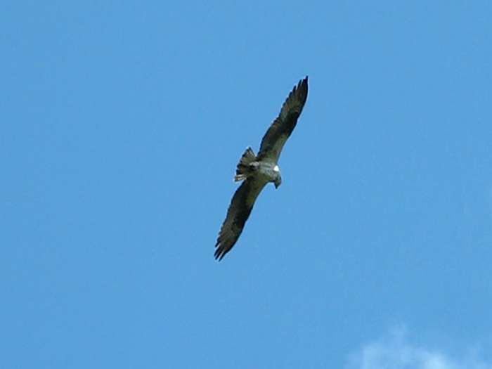 Atomic American Bulldogs - Osprey Atomic American Bulldogs - Osprey