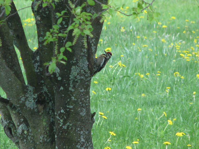 Atomic American Bulldogs - Woodpecker Atomic American Bulldogs - Woodpecker